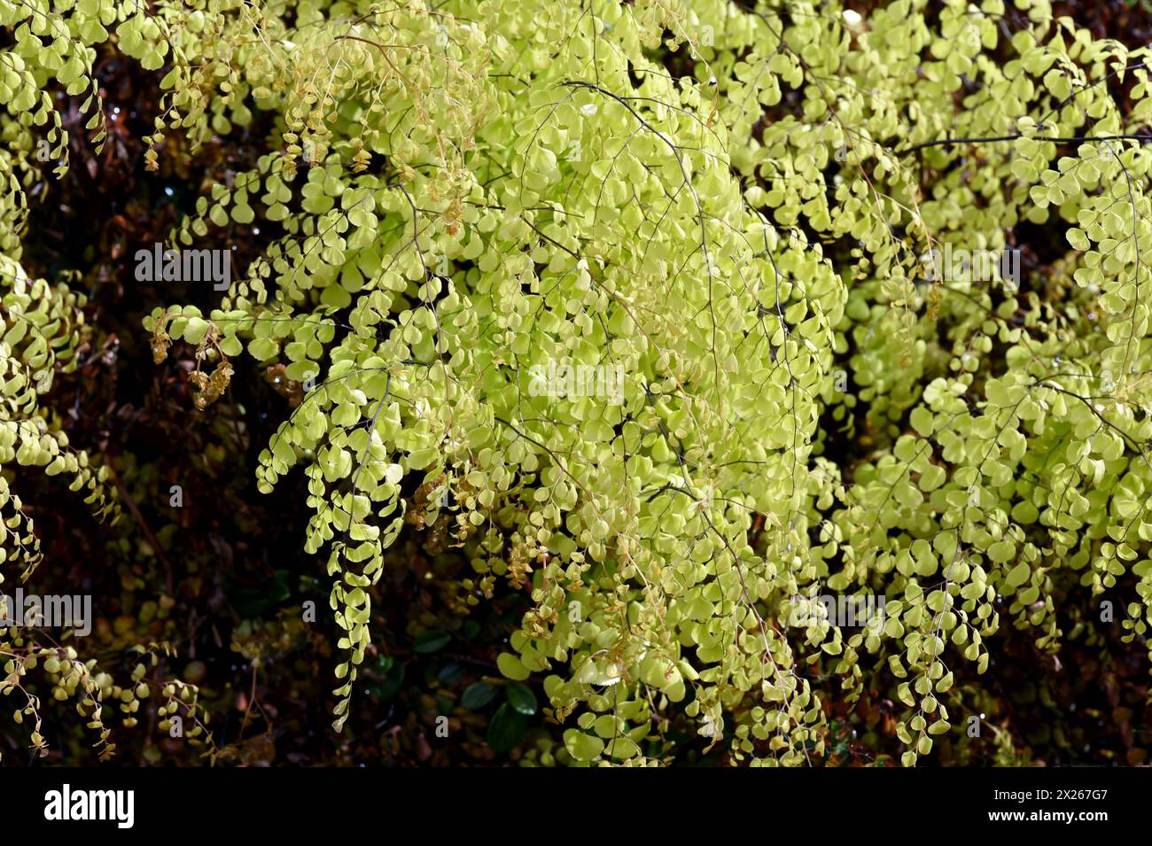 Frauenhaarfarn, Adiatum Venustum ist eine Farnart mit filigranen Blaettern. Maidenhair fern, Adiatum Venustum, is a species of fern with delicate leav Stock Photo