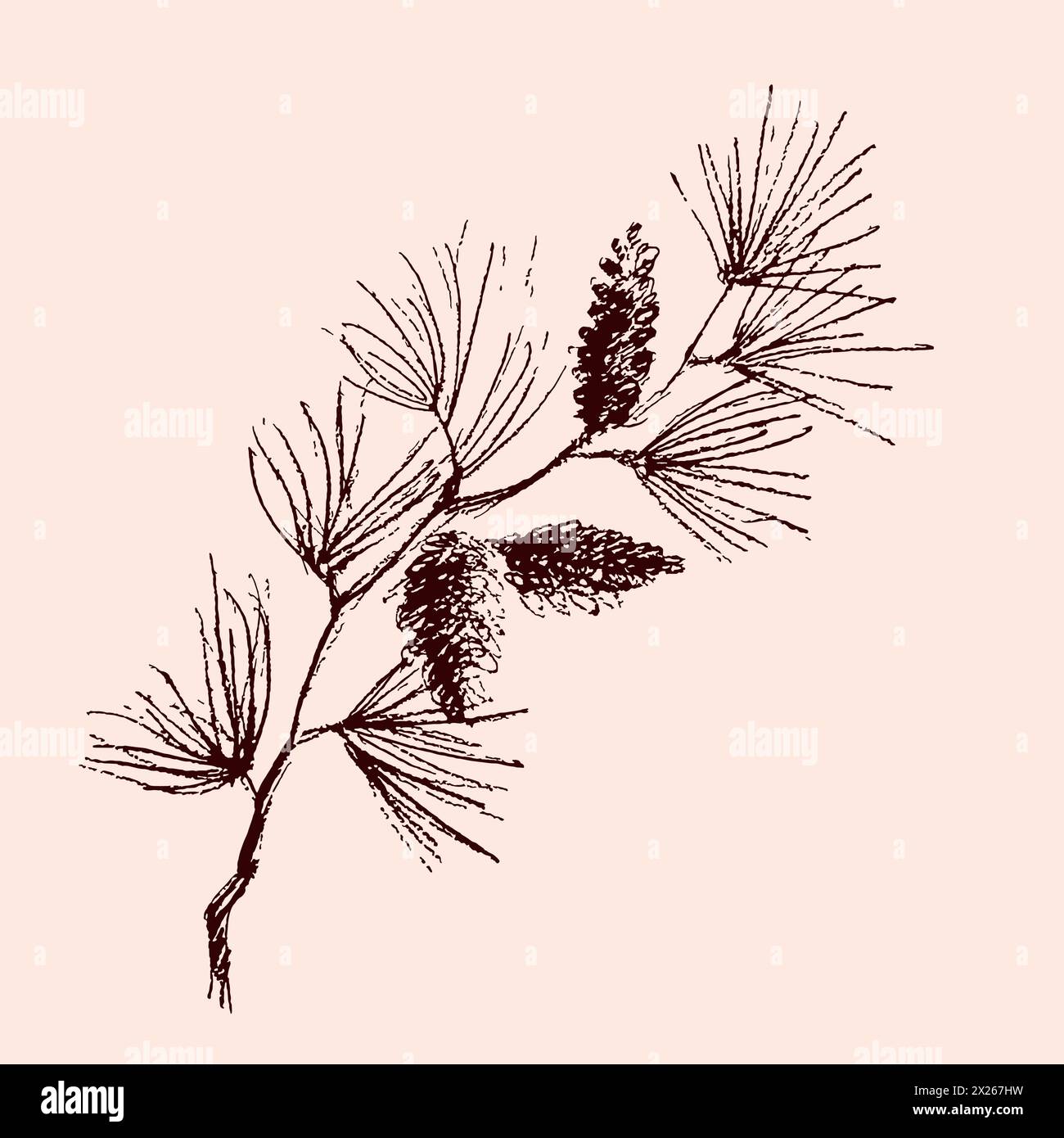 Boxwood Vector Boxwood winter Stock Vector Images - Alamy