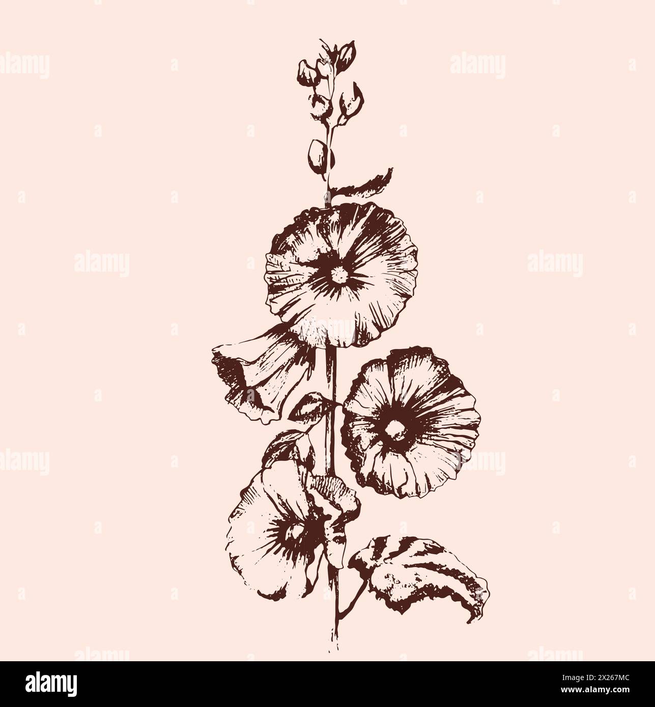 Wild white malva flower. Isolated vector botanical bouquet retro vintage, hand drawn, black and white, outline. For wedding invitation, print card, tattoo. illustration. Stock Vector