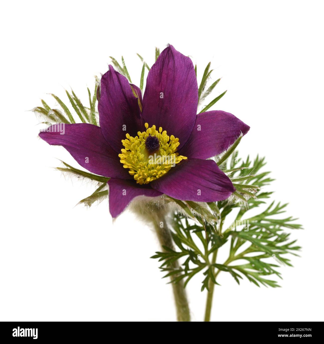 Early bloomer Cut Out Stock Images Pictures Alamy