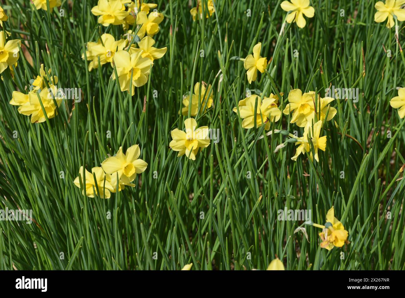 Narzissen sind sehr attraktive Fruehblueher mit vorwiegend gelben Blueten. Daffodils are very attractive early bloomers with predominantly yellow flow Stock Photo