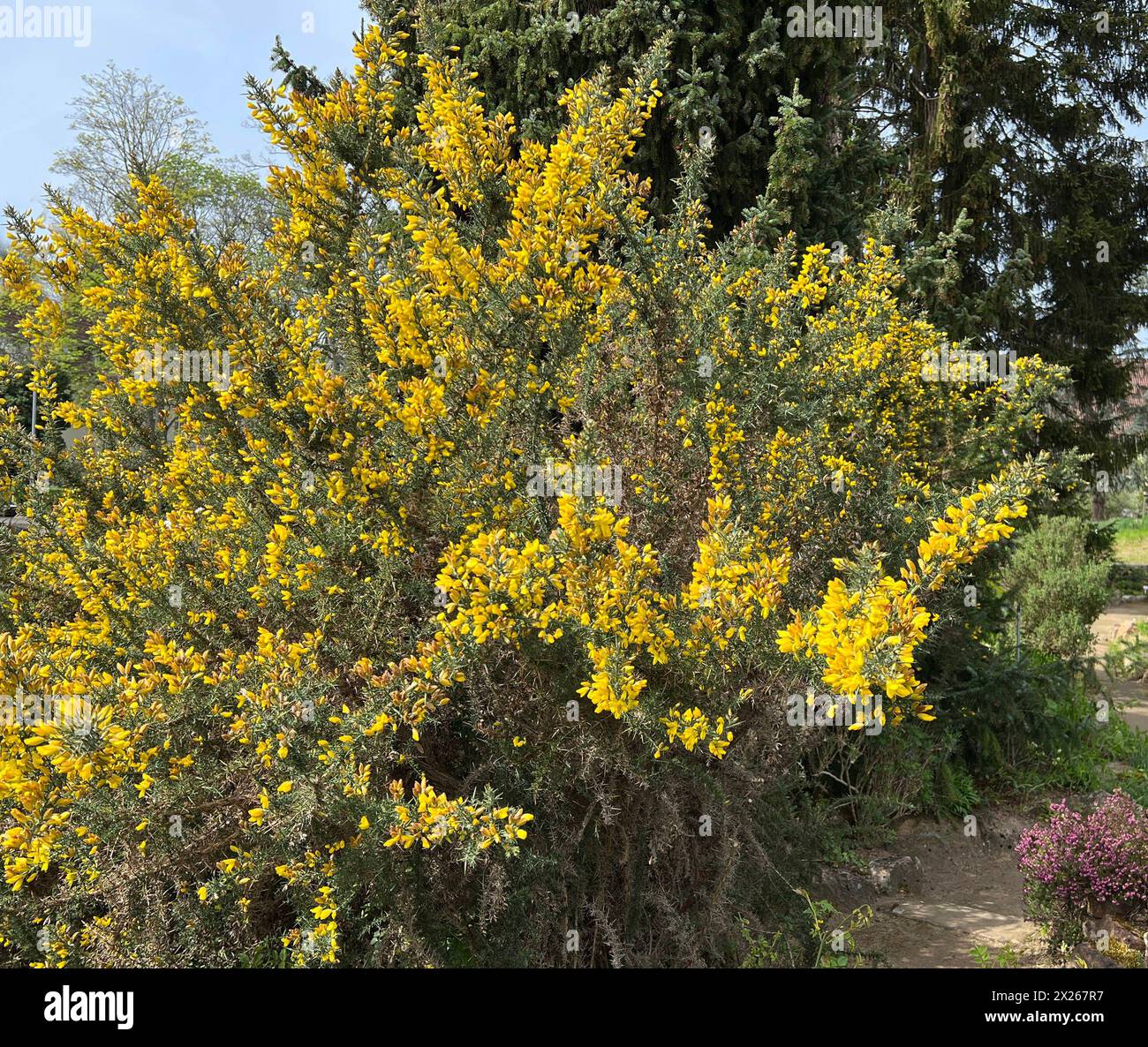 Stechginster, Ulex europaeus, ist eine wichtige Heilpflanze und gehoert zu den Bachblueten. Gorse, Ulex europaeus, is an important medicinal plant and Stock Photo