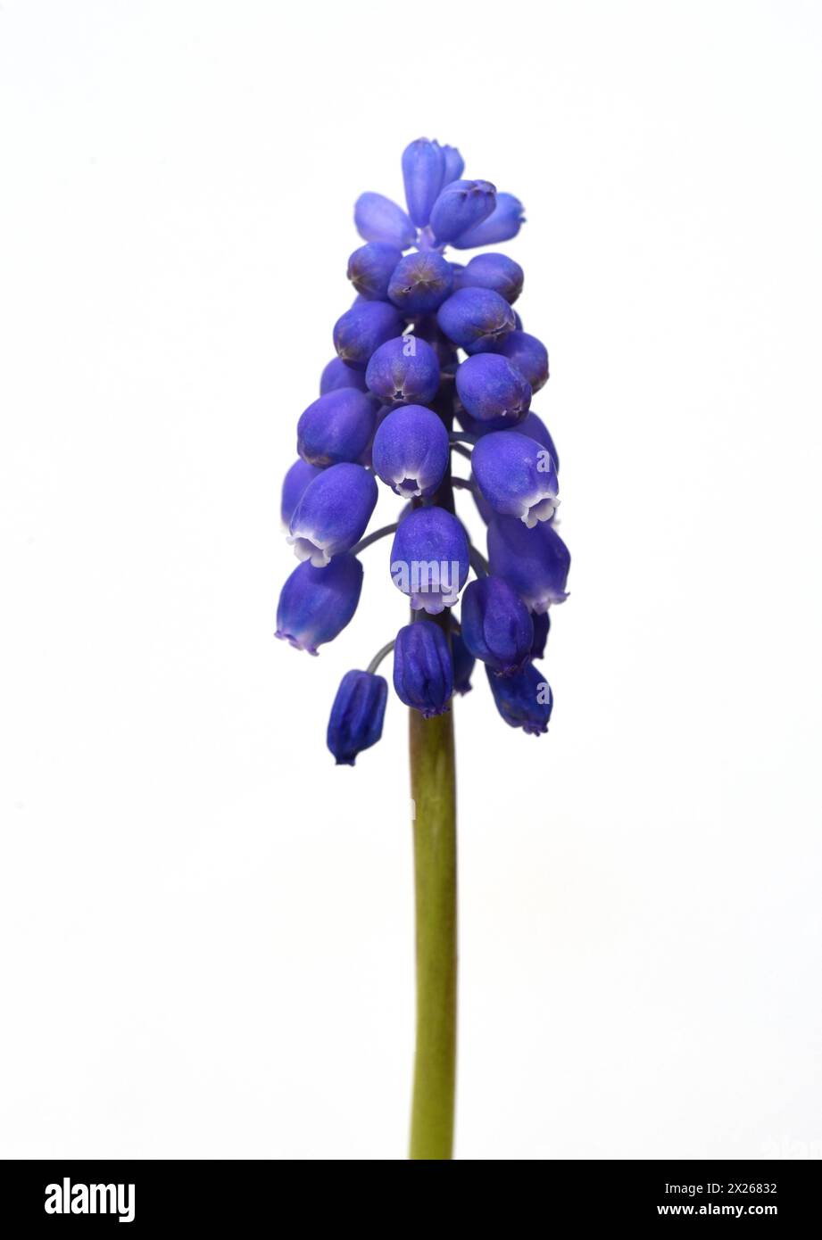 Traubenhyazinthe, Muscari latifolium, ist eine wild wachsende Blume mit blauen Blueten. Grape hyacinth, Muscari latifolium, is a wild flower with blue Stock Photo