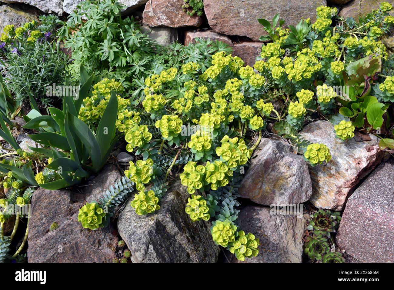 Walzen-Wolfsmilch, Euphorbia myrsinites ist eine schoene Pflanze mit ...