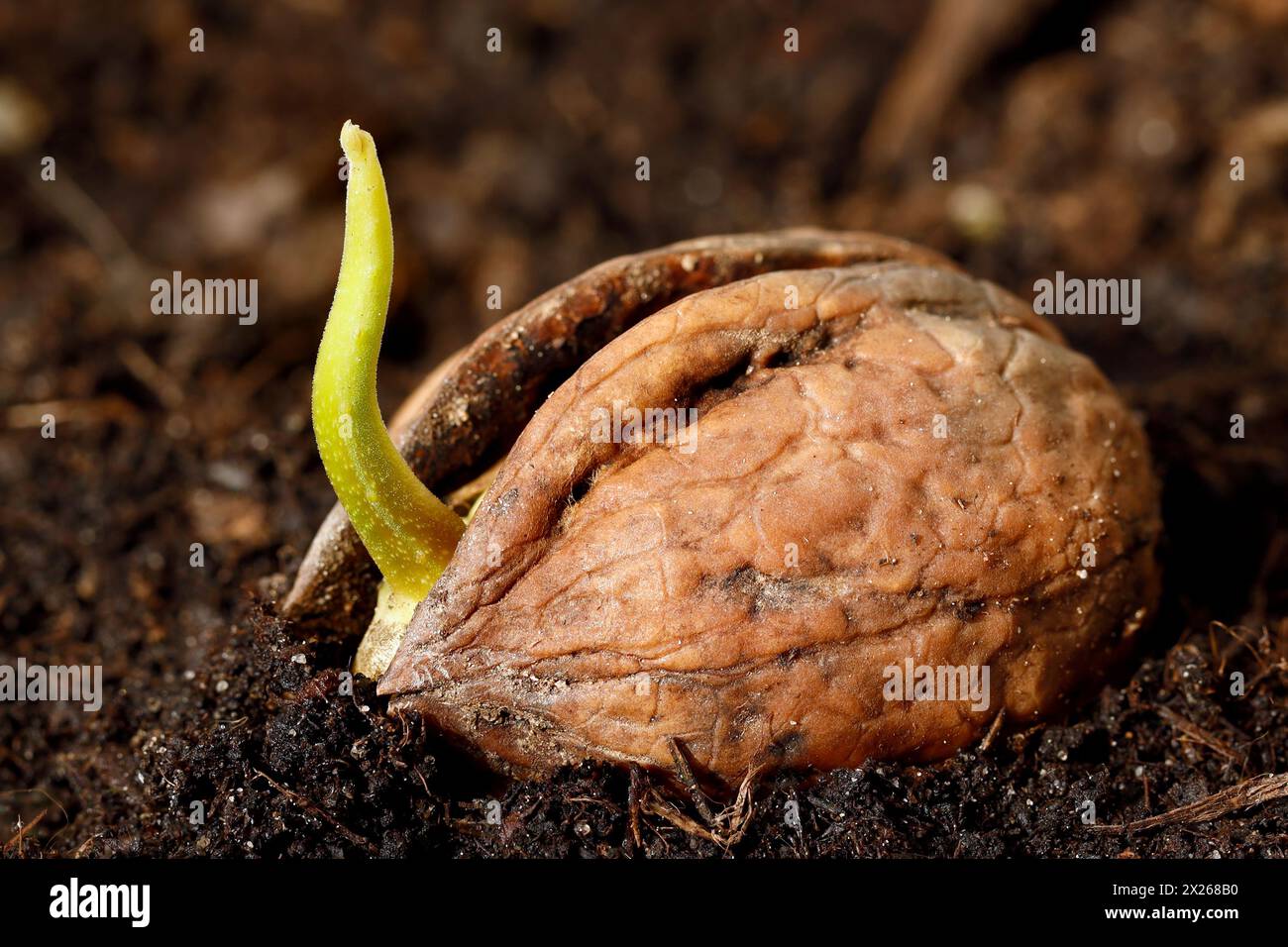 close up of germinating walnut in soil, young sprout of a walnut, Juglans regia Stock Photo