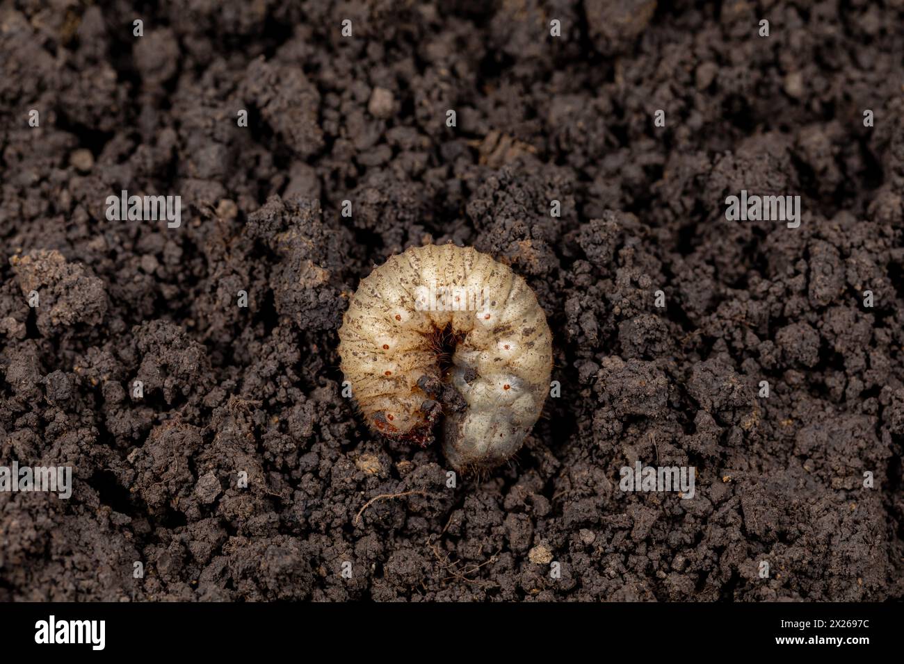 White grub in soil of lawn. Concept of lawncare, lawn and garden pest control. Stock Photo