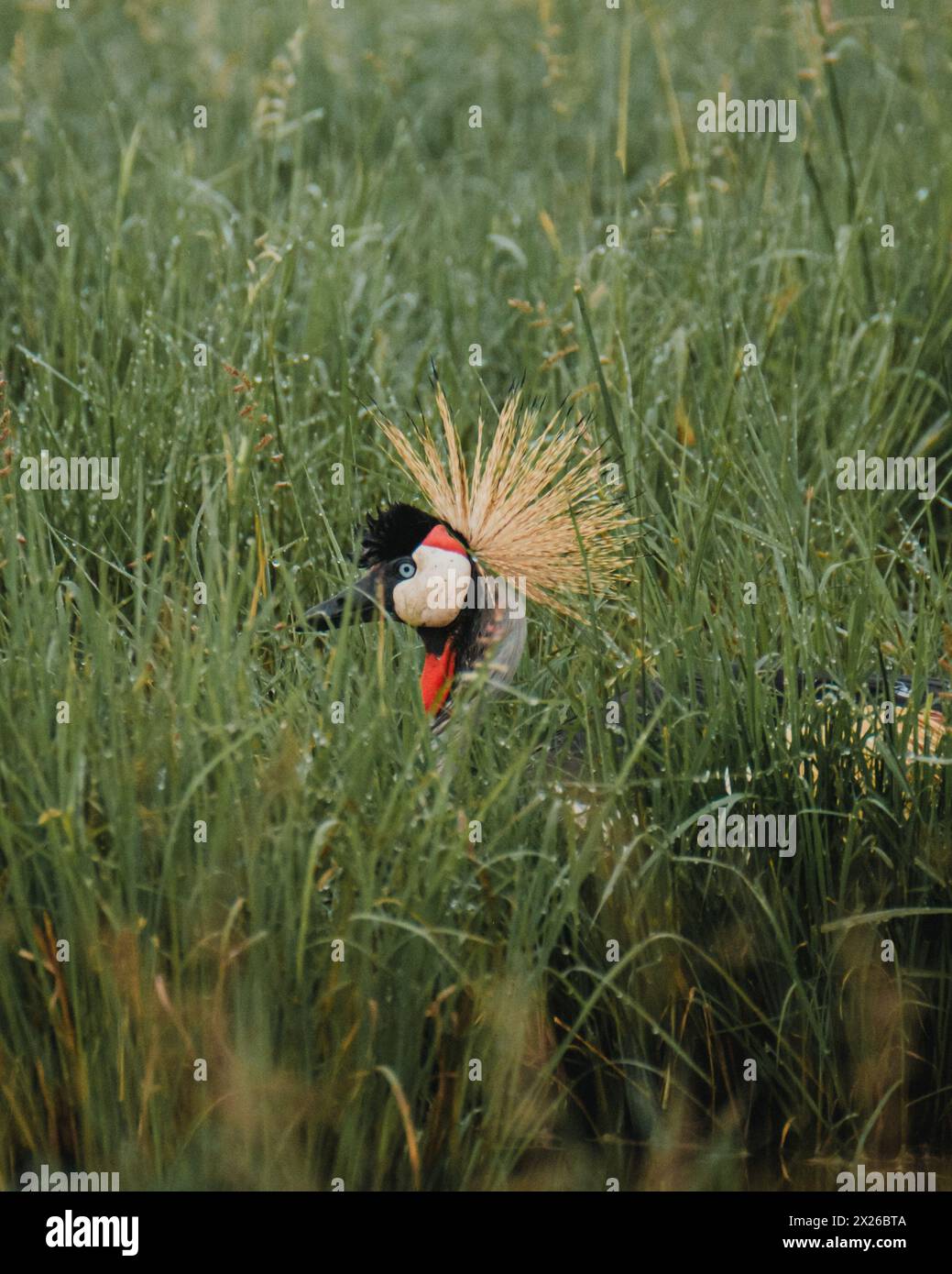 Elegant Grey Crowned Crane foraging in African grasslands Stock Photo