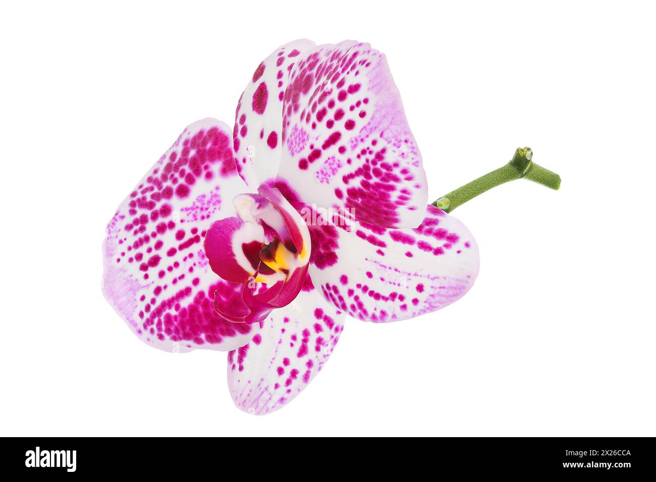 pink phalaenopsis orchid flower isolated on white background Stock ...