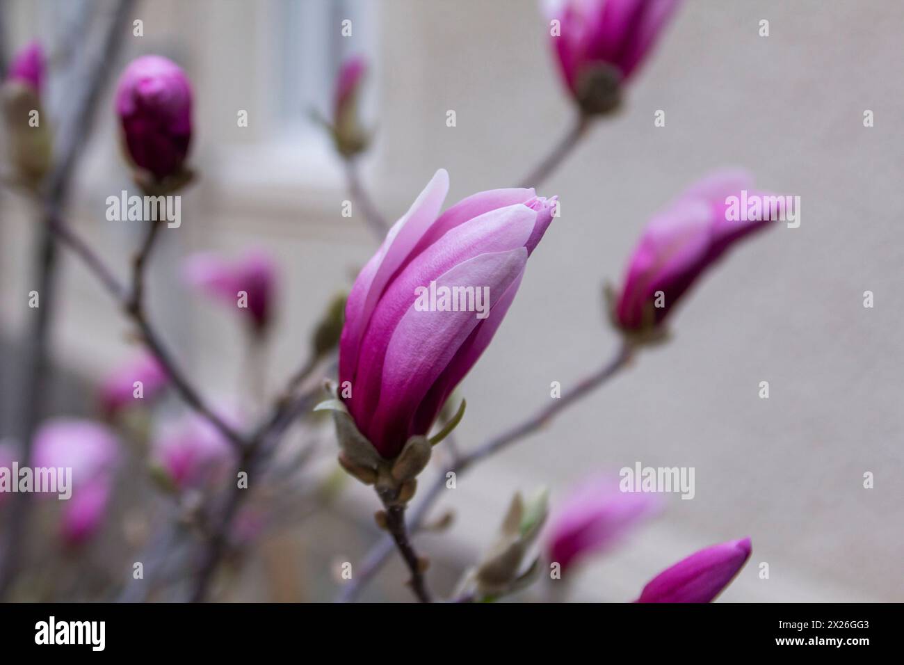 Tender magnolia flowers in a city park, spring Moldova. Selective focus, spring concept. Stock Photo