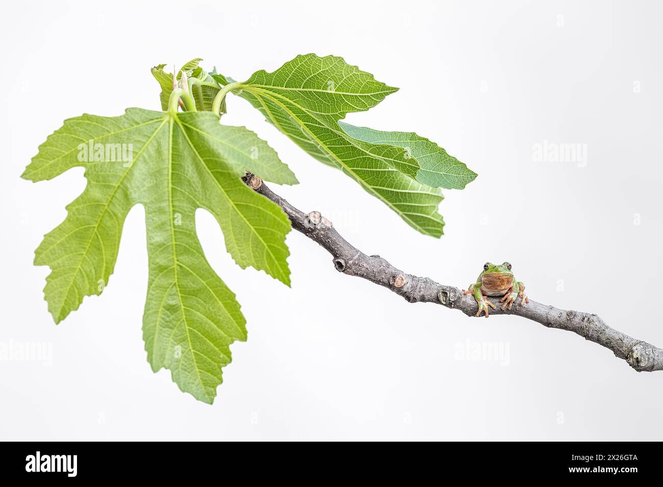 Looking at camera, fine art portrait of European tree frog on white background (Hyla arborea) Stock Photo