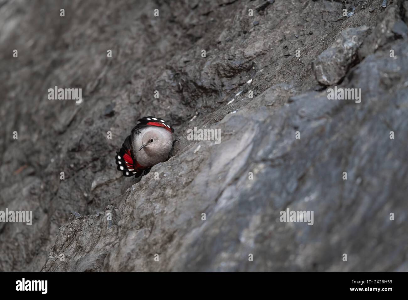 A mythical bird, the wallcreeper hunts insects in the mountains (Tichodroma muraria) Stock Photo