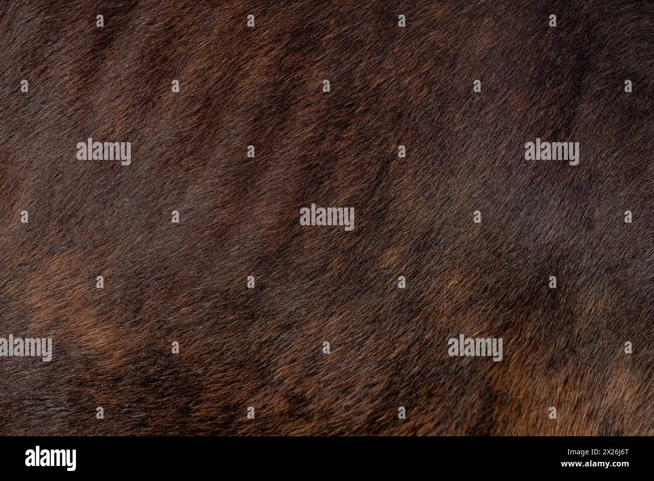 Background. Pattern. Extreme close-up of a dark brown horse s hair. Background. Pattern. Stock Photo