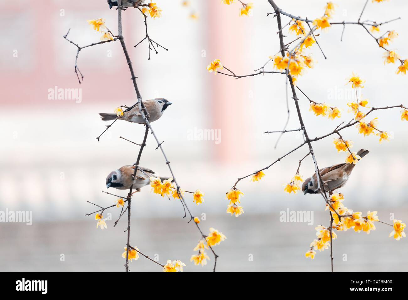 Sparrows Falling on Branches Stock Photo