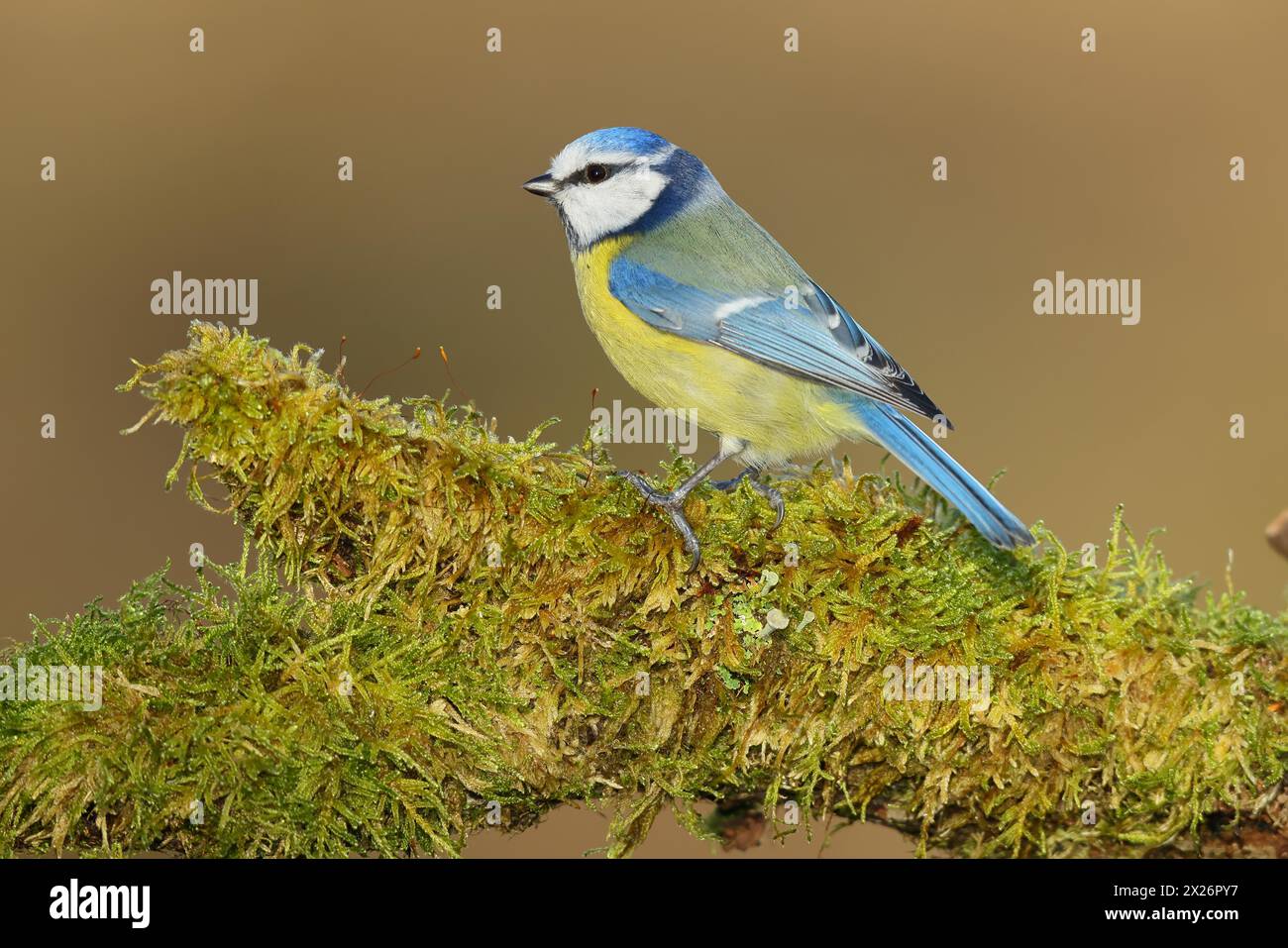Blue tit (Parus caeruleus), sitting on moss-covered dead wood, Wilnsdorf, North Rhine-Westphalia, Germany Stock Photo