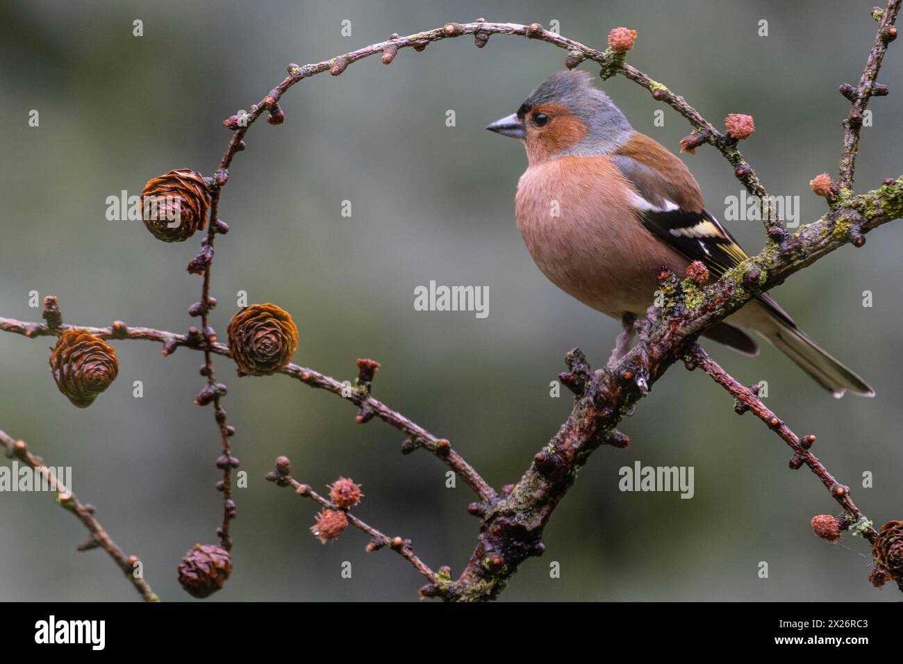 Common chaffinch (Fringilla coelebs) on a larch branch, Emsland, Lower Saxony, Germany Stock Photo