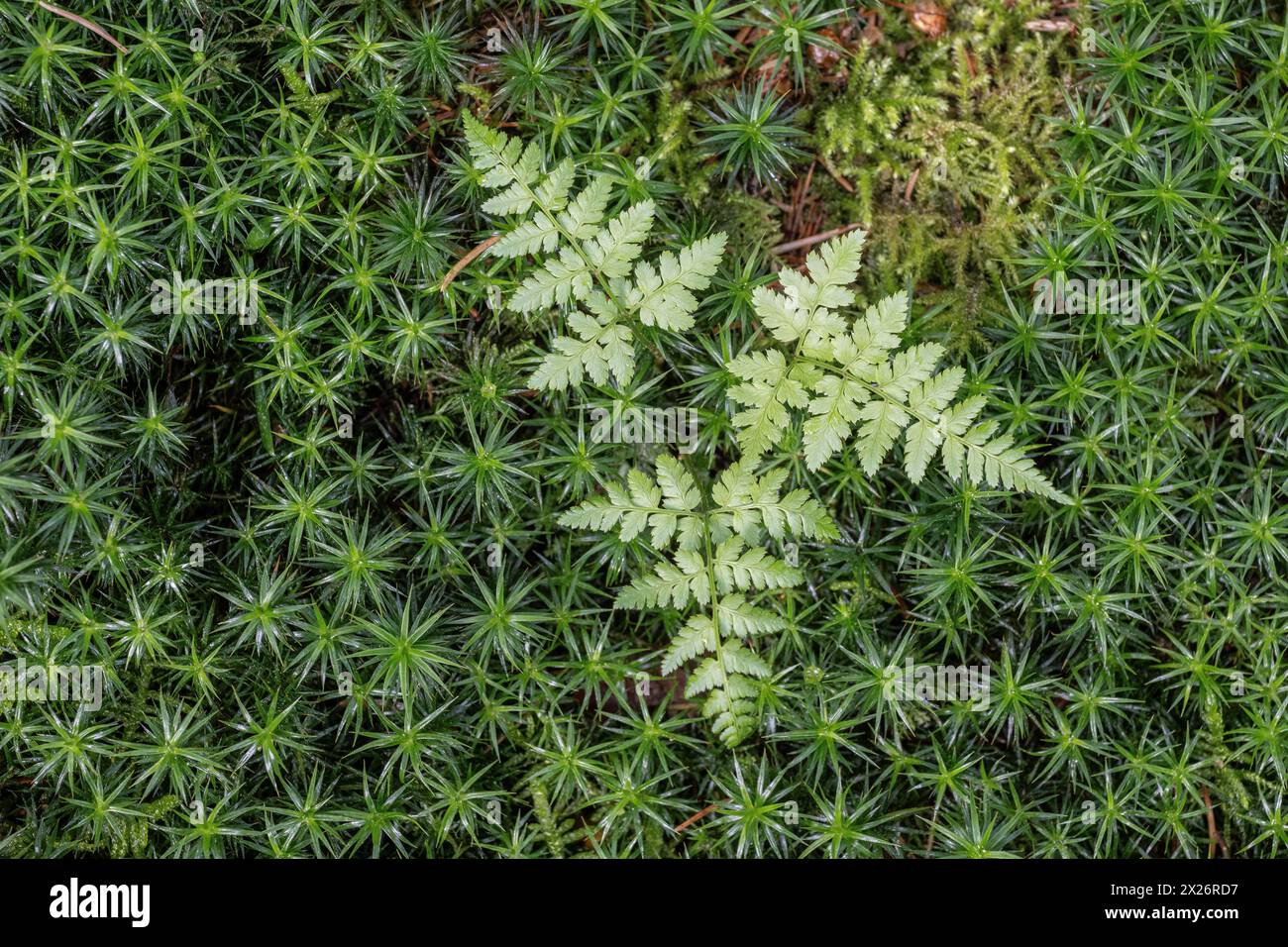 Lady fern (Athyrium filix-femina) in a moss cushion (Polytrichum commune), Emsland, Lower Saxony, Germany Stock Photo