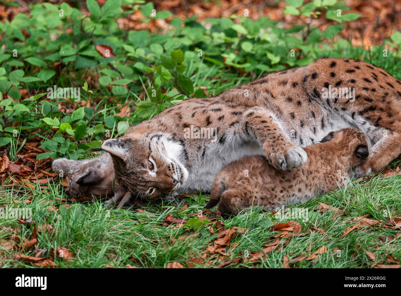 Eurasian lynx (Lynx lynx) female, mother and two cubs lying on the ground, one young suckling, captive, Germany Stock Photo