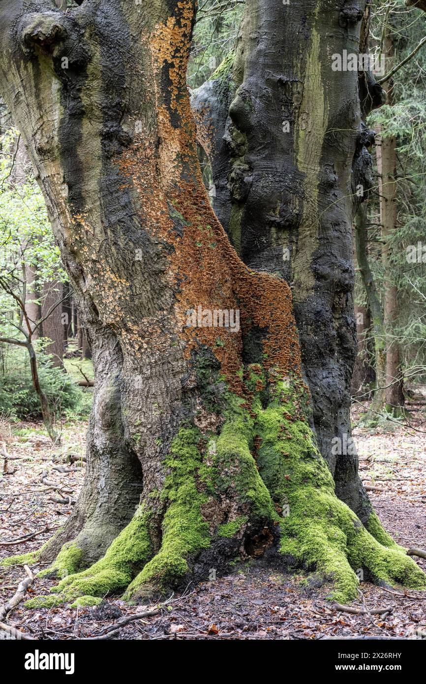 Bleeding oak crust (Stereum gausapatum), mass infestation on a copper ...
