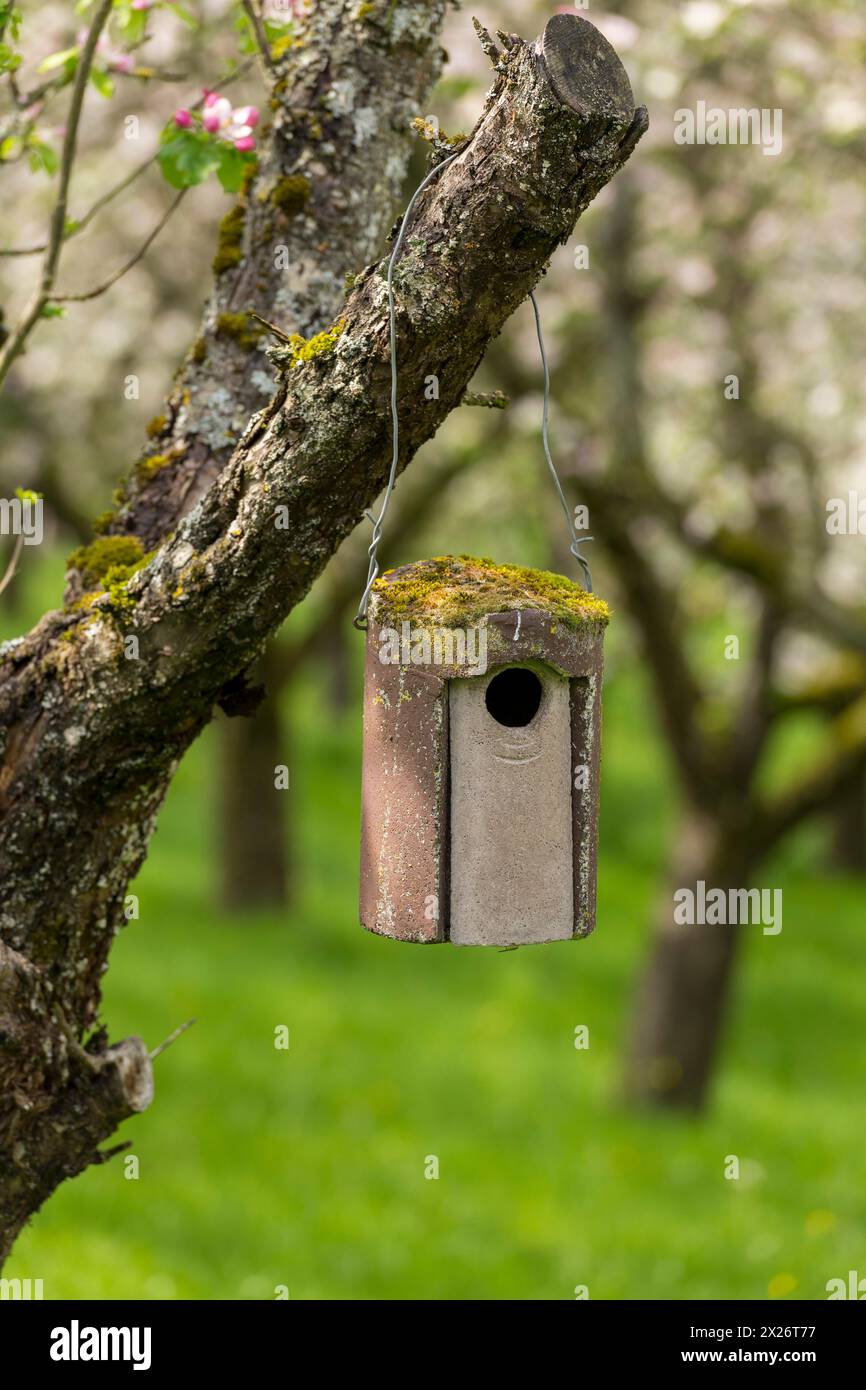 Nesting box for songbirds, meadow orchard, flowering apple trees, Baden, Wuerttemberg, Germany Stock Photo