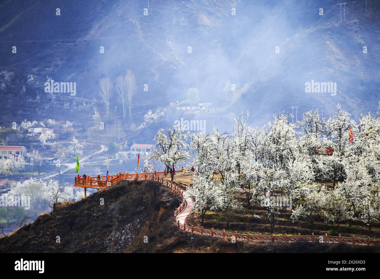 Asian pear flowers hi-res stock photography and images - Alamy