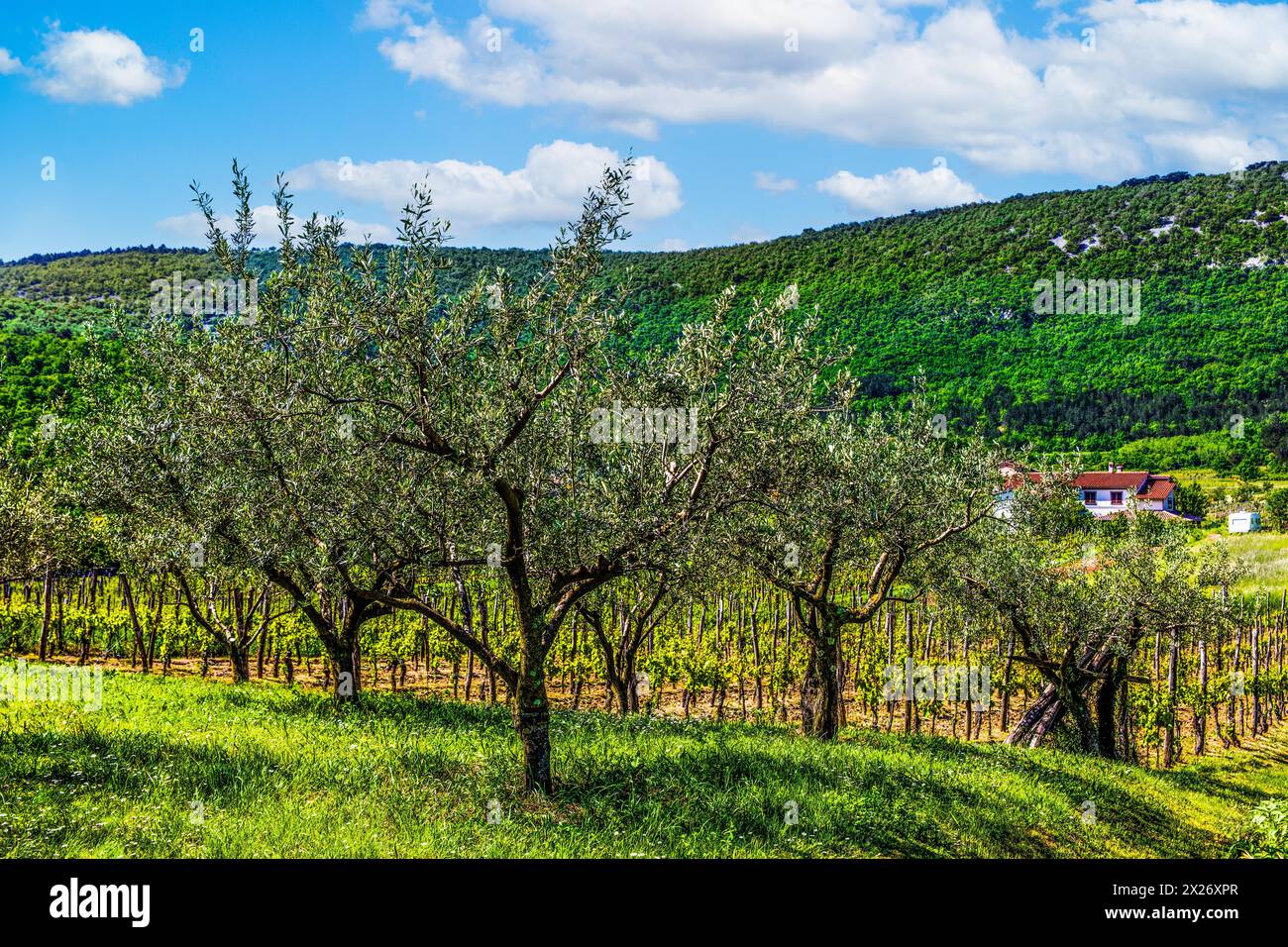 2023, Raimund Franken, Model Release:Not, Property Release: Not, Hrastovlje, SVN, Slovenia, Hrastovlje, Church of the Holy Trinity, defence wall Stock Photo