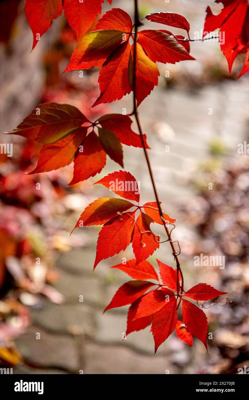 red and yellow leaves of a Virginia creeper Parthenocissus quinquefolia. Parthenocissus is a genus of tendril climbing plants in the grape family, Vit Stock Photo