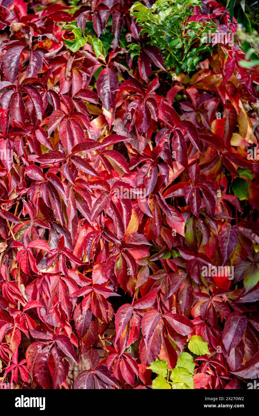 red and yellow leaves of a Virginia creeper Parthenocissus quinquefolia. Parthenocissus is a genus of tendril climbing plants in the grape family, Vit Stock Photo