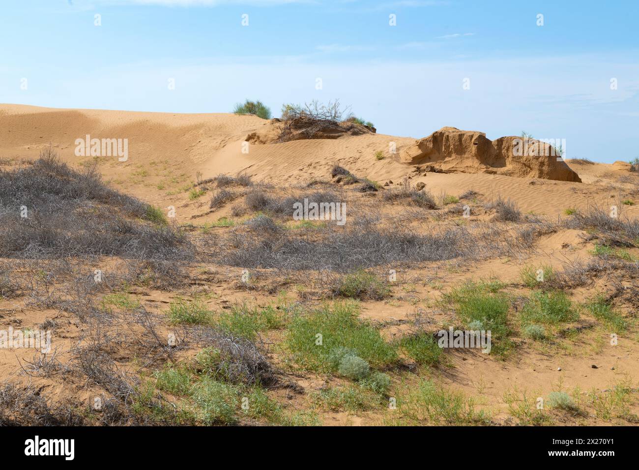 Encroaching desert on a sunny June day. Republic of Kalmykia, Russia Stock Photo