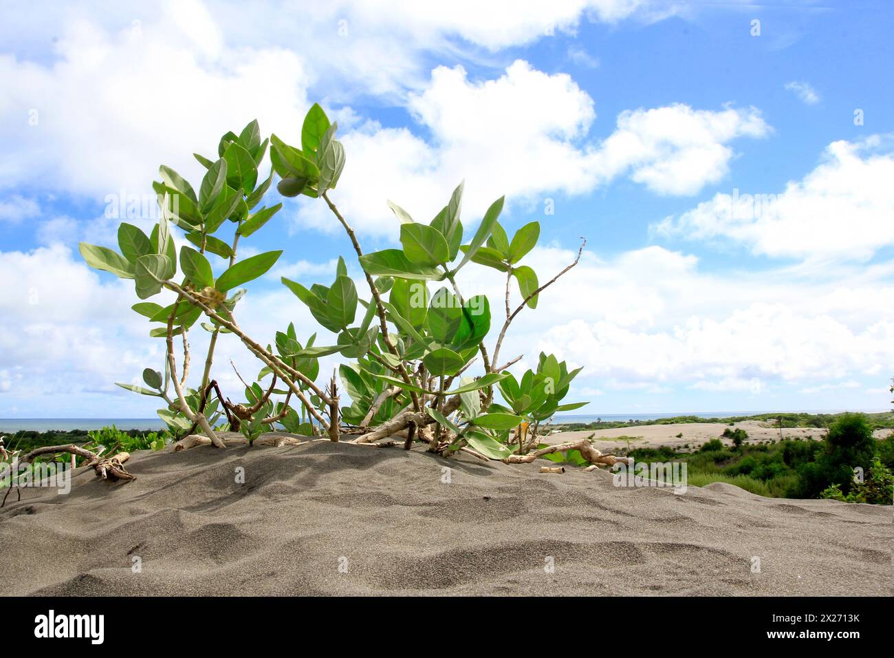Vines that grow in the sandbanks area of Parangkusumo Beach and function as an abrasion barrier. Stock Photo