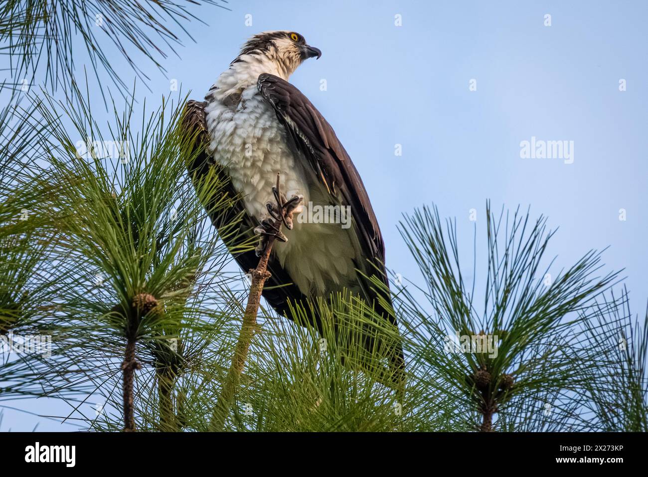 Osprey (Pandion haliaetus) at Sawgrass Village in Ponte Vedra Beach, Florida. (USA) Stock Photo
