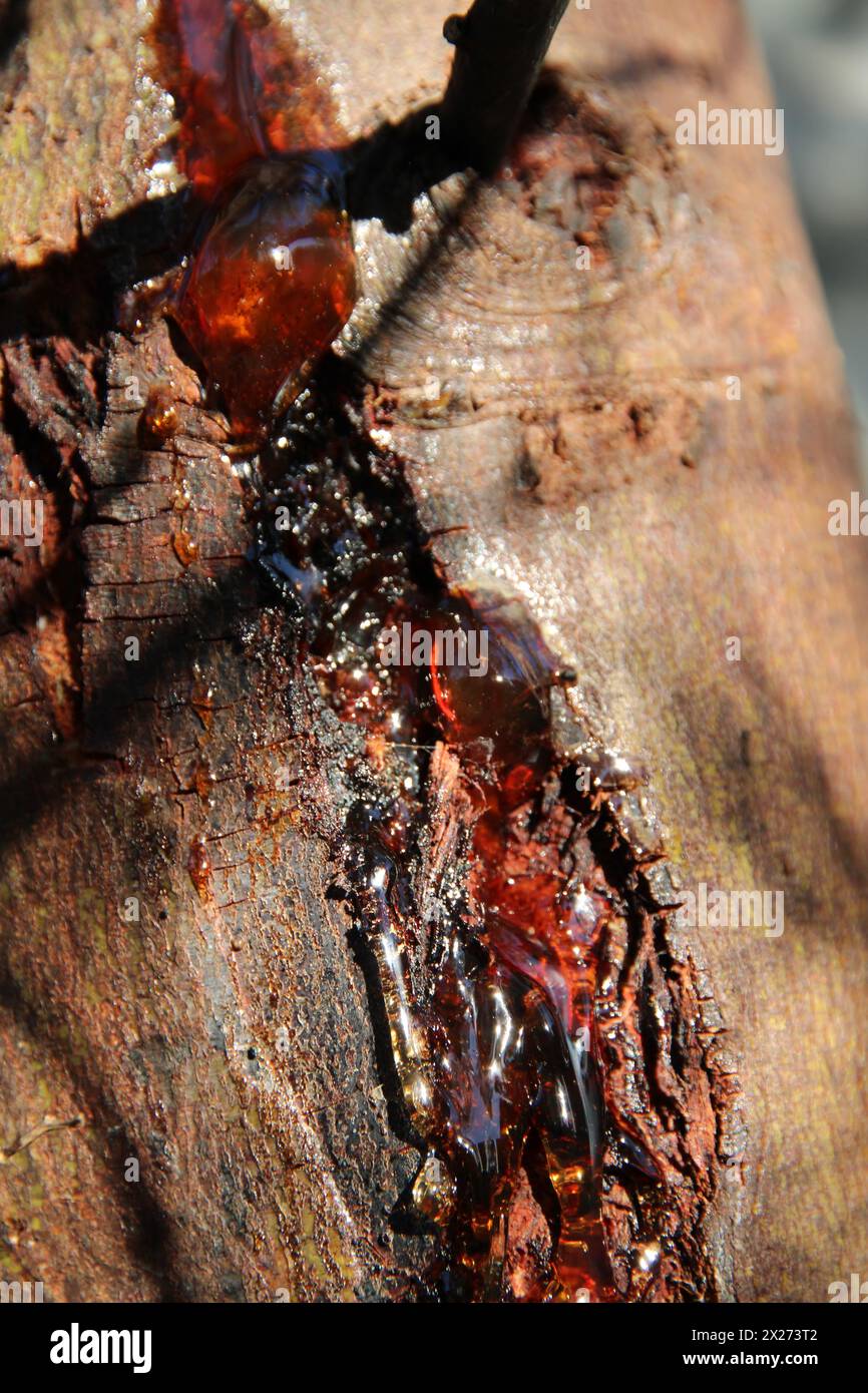 Close-up of gum exuding from Acacia tree trunk due to stress, South Australia Stock Photo