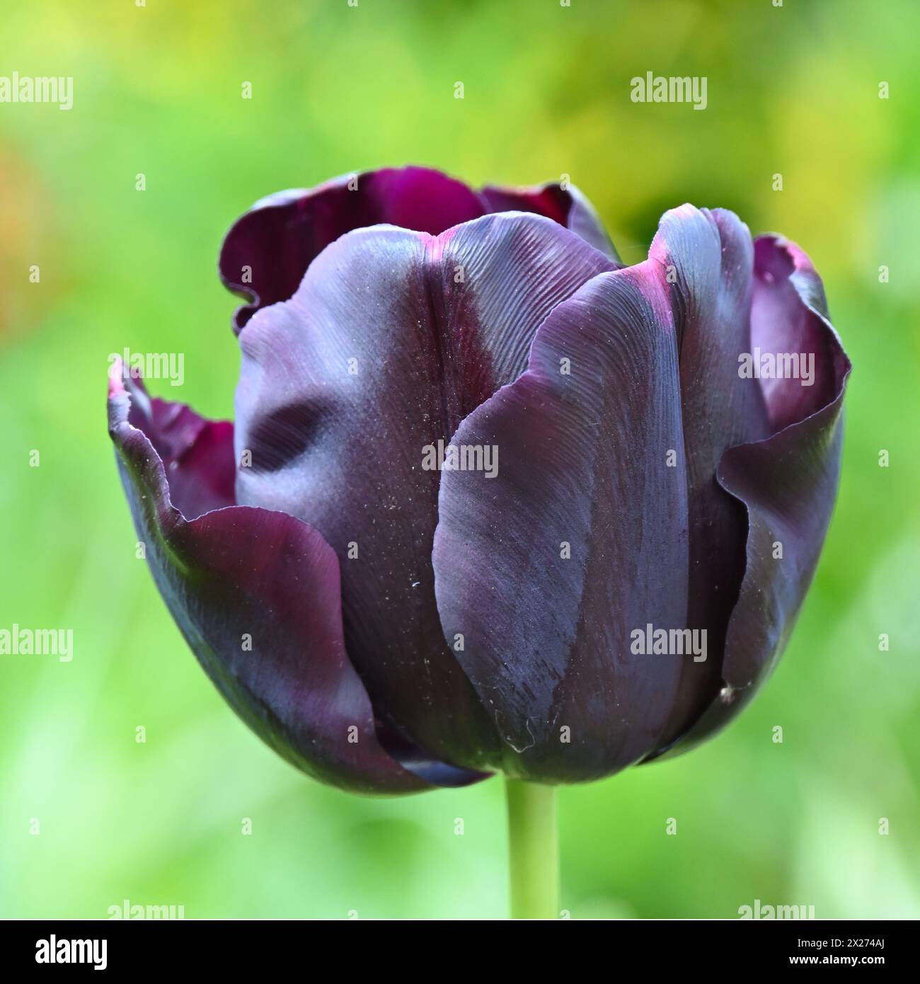 Rich purple, almost black spring flower of Triumph tulip, tulipa Paul Scherer in UK garden April Stock Photo