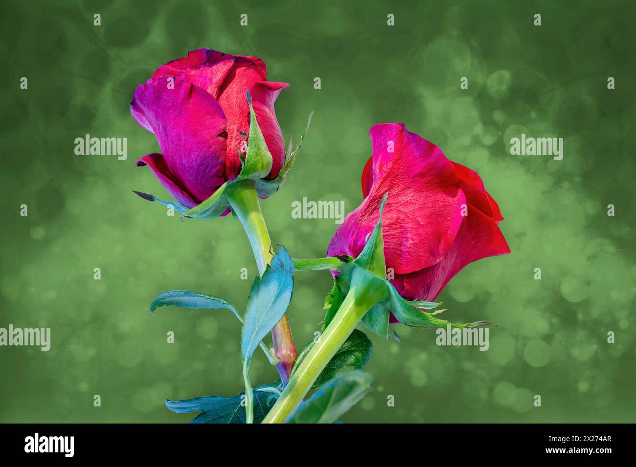 Two red roses on a green bokeh background. Stock Photo