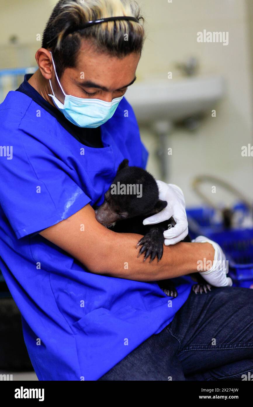 A baby Sun Bear (helarctos malayanus) gets the care of an animal keeper