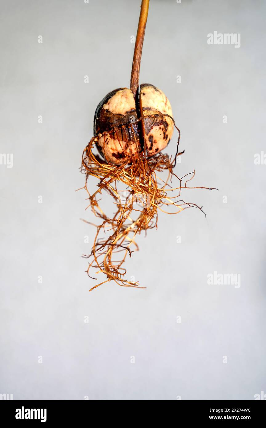 Avocado (Persea americana) core with roots against white background ...