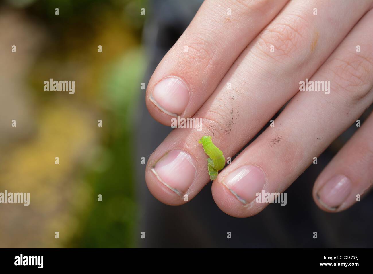 Human caterpillar hi-res stock photography and images - Alamy