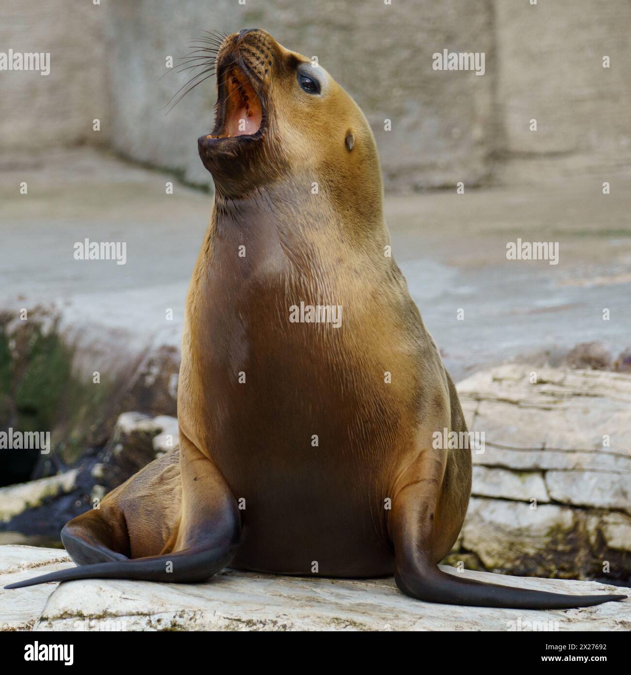 Portrait of a barking South American baby sea lion (Otaria flavescens formerly Otaria byronia) Stock Photo