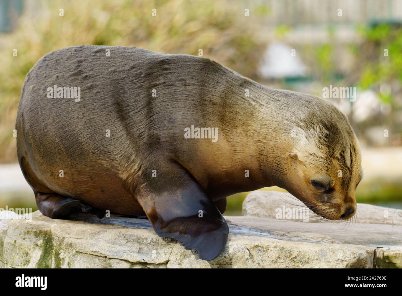 Portrait of a South American baby sea lion (Otaria flavescens formerly Otaria byronia) Stock Photo