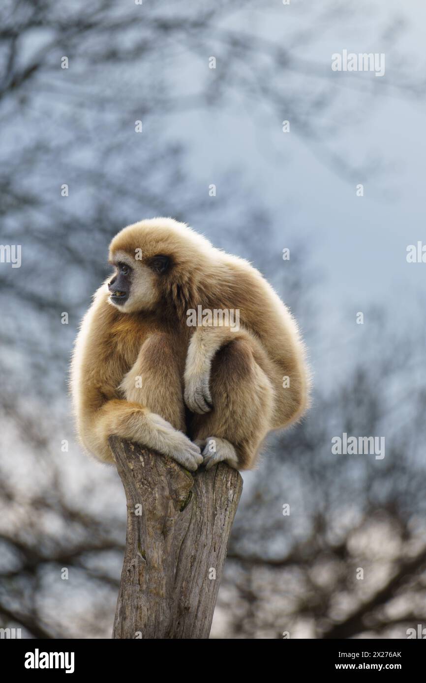 White handed Gibbon or Lar Gibbon (Hylobates lar) sitting on a tree Stock Photo