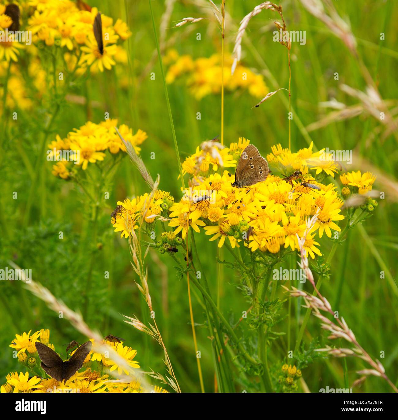 Ragwort (Senecio jacobaea) an essential food-plant for so many  insects. Stock Photo