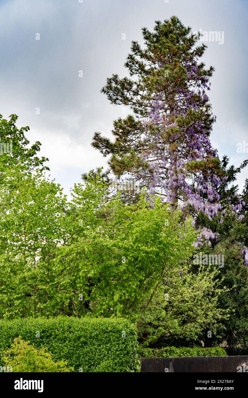 Tall fir tree with purple flowers climbing up fir twigs. Wisteria on fir tree. Stock Photo
