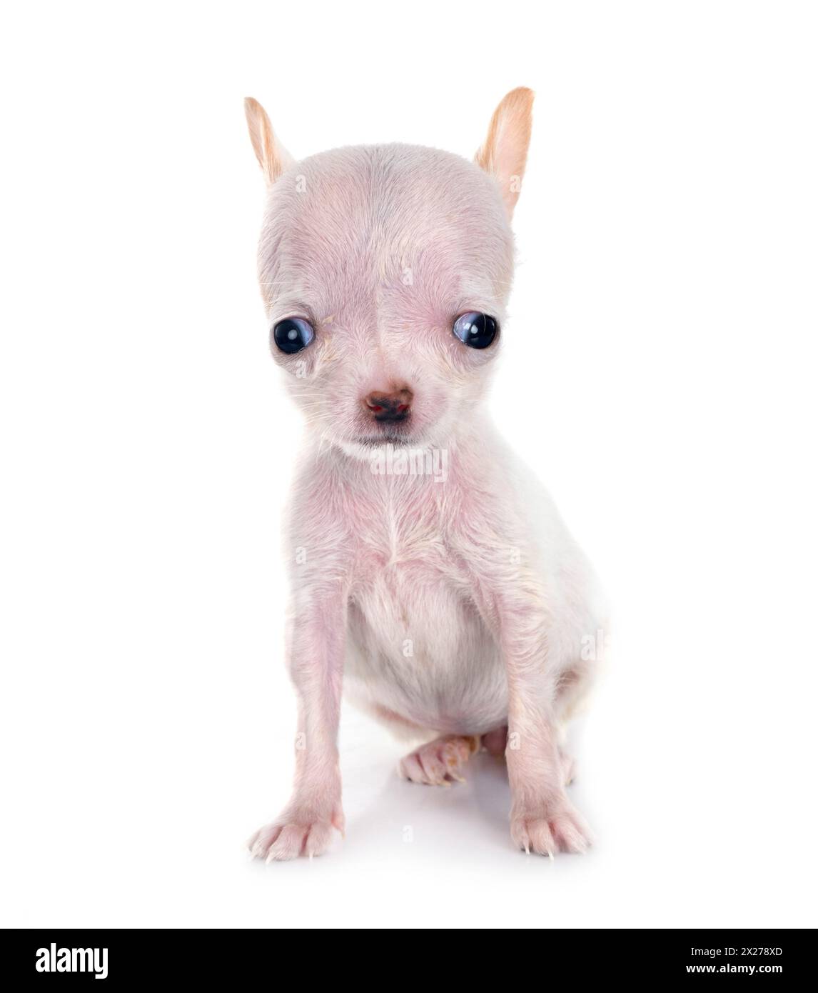 little chihuahua in front of white background Stock Photo