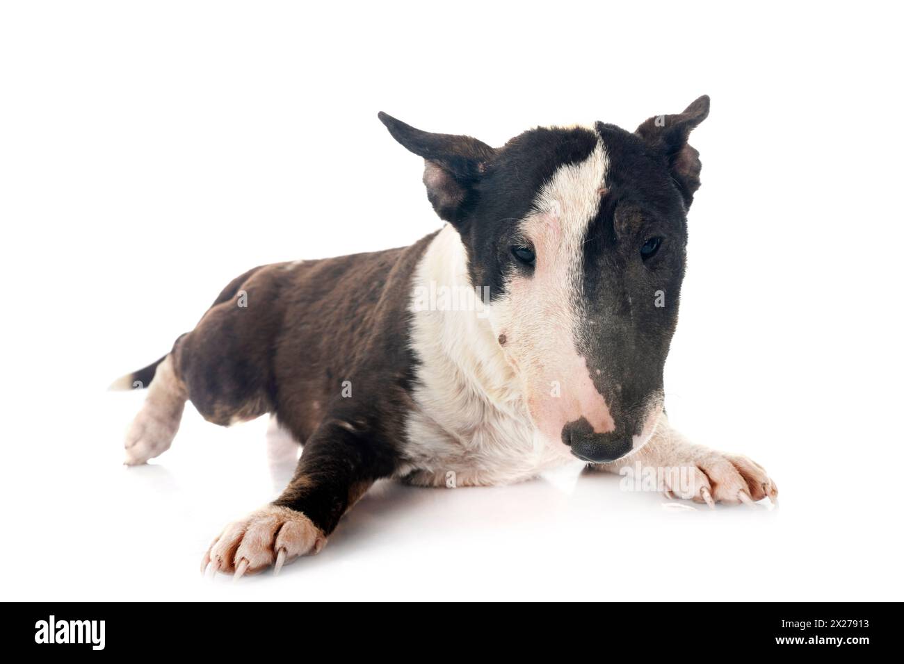 puppy bull terrier with demodex, posing in front of white background Stock Photo