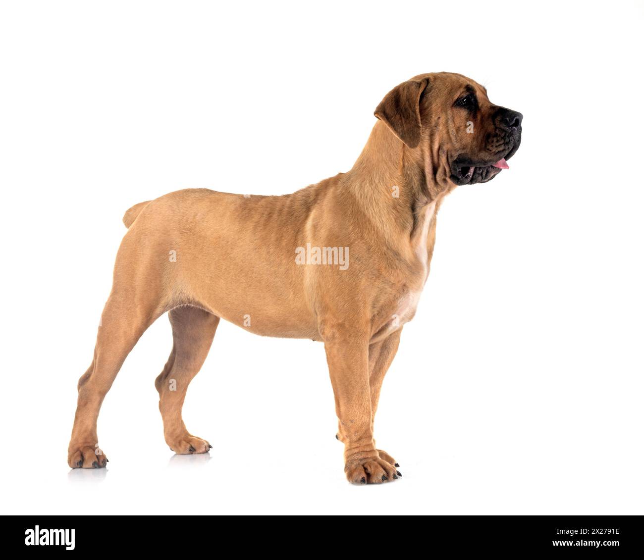 Rare breed South African boerboel posing in front of white background Stock Photo