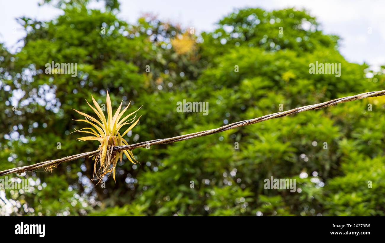 Bromeliads growing on old electrictiy wire in Nicaragua Stock Photo