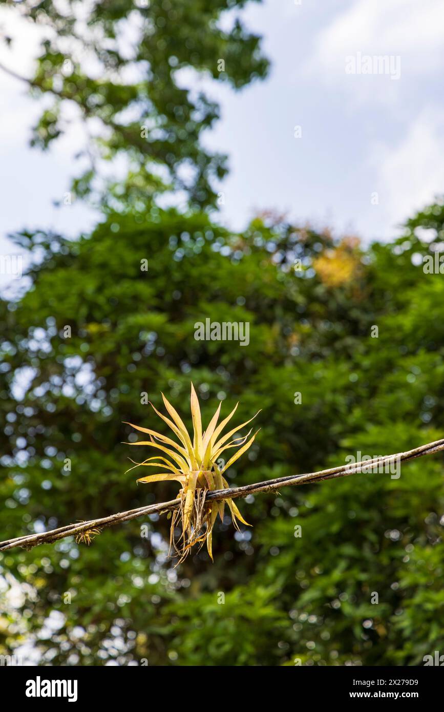 Bromeliads growing on old electrictiy wire in Nicaragua Stock Photo