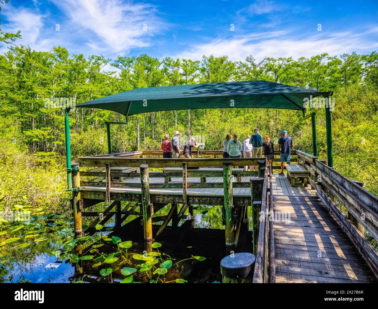 Observation deck on the boardwalk in Six Mile Cypress Slough Preserve  in Fort Myers Florida USA Stock Photo
