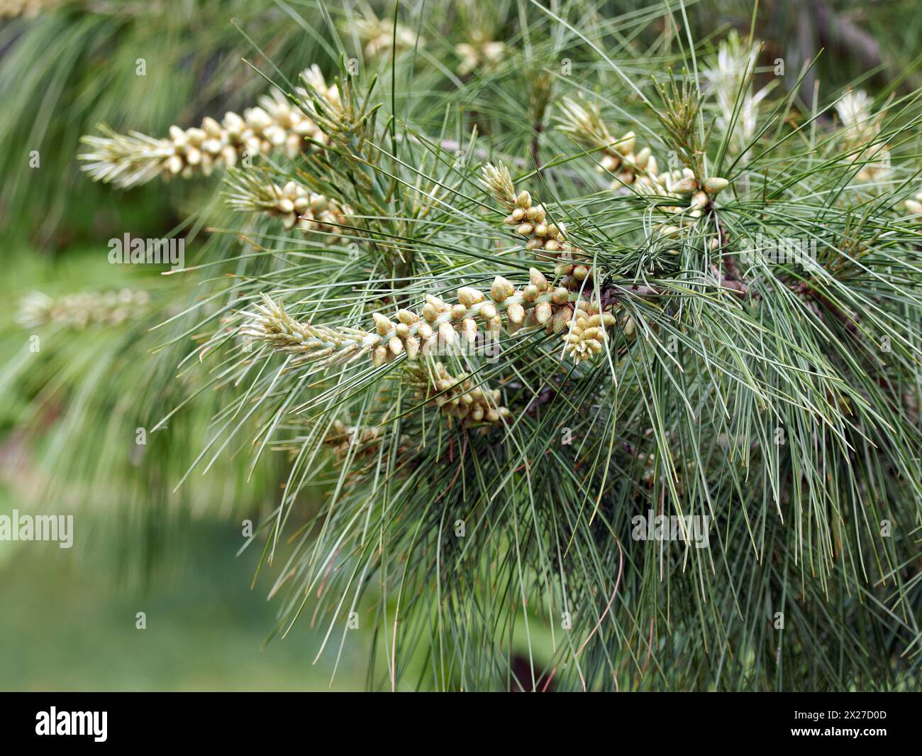 Armand pine, Chinese white pine, Armands Kiefer, pin d'Armand, Pinus armandii, kínai selyemfenyő, Hungary, Magyarország, Europe Stock Photo