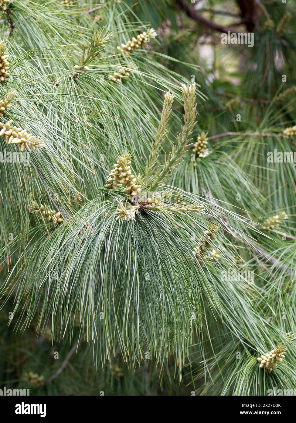 Armand pine, Chinese white pine, Armands Kiefer, pin d'Armand, Pinus armandii, kínai selyemfenyő, Hungary, Magyarország, Europe Stock Photo