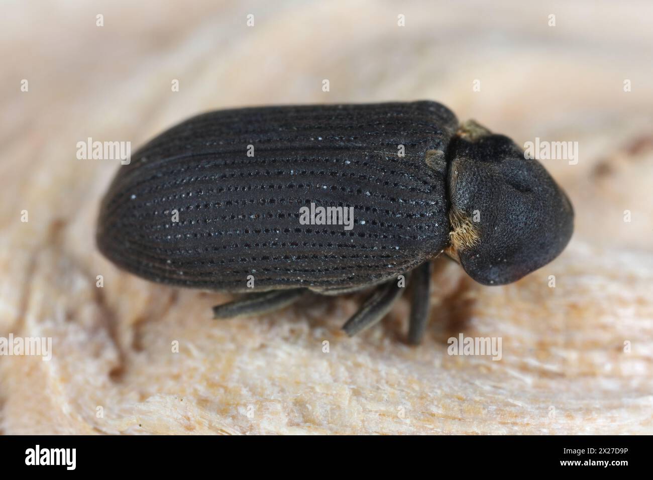 Common Furniture Beetle, Furniture Borer, Woodworm (Hadrobregmus